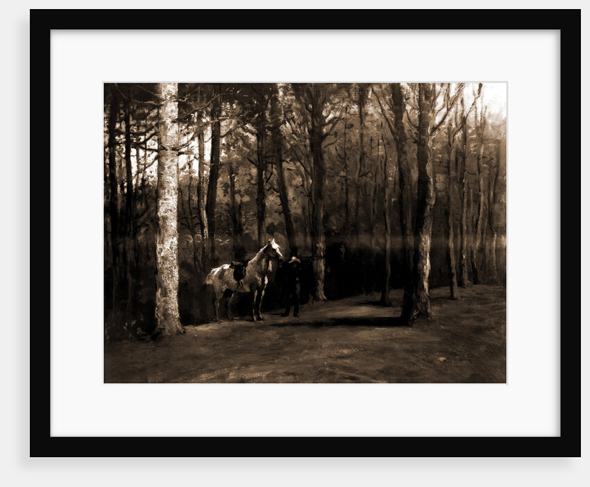 Pine woods by Anonymous