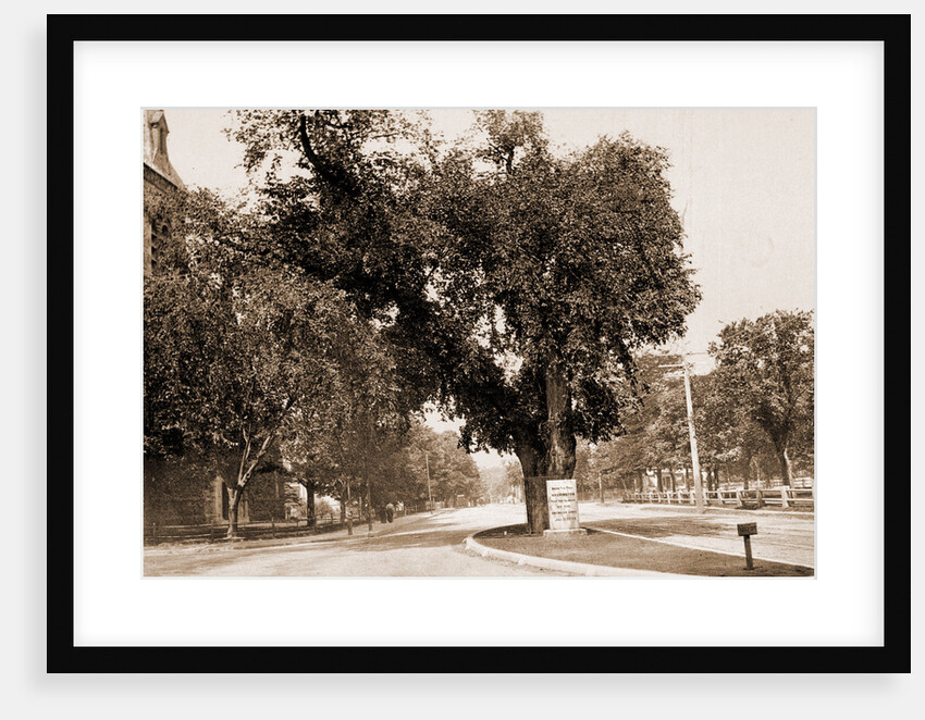 The Washington Elm, Cambridge by George Washington