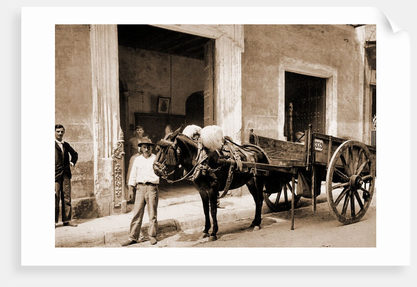 Un Mulo de la Habana by William Henry Jackson