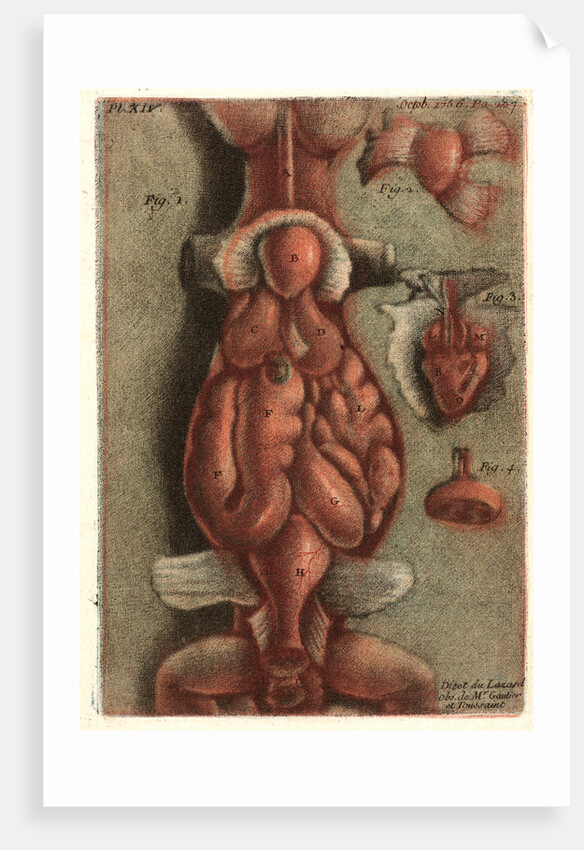 Dissection of a Lizard, Plate 15, 1756 by Jean-Baptiste André Gautier-Dagoty