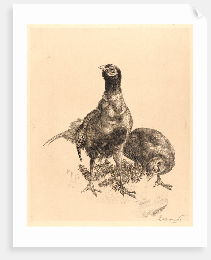 Pheasants, Rooster, and Hen (Faisons, Coq, et Poule), 1898 by Félix Bracquemond