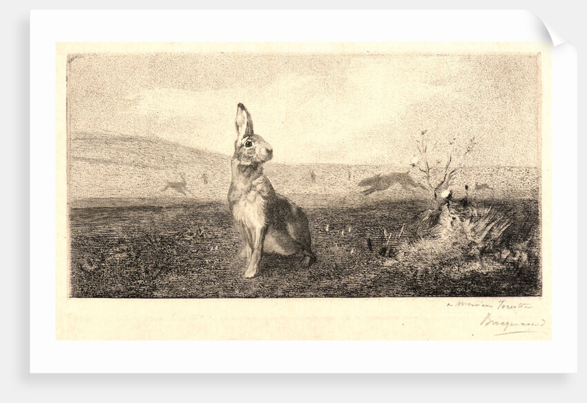 The Hare (Le Lièvre) by Félix Bracquemond