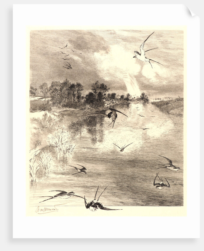 The Swallows (Les Hirondelles). by Félix Bracquemond