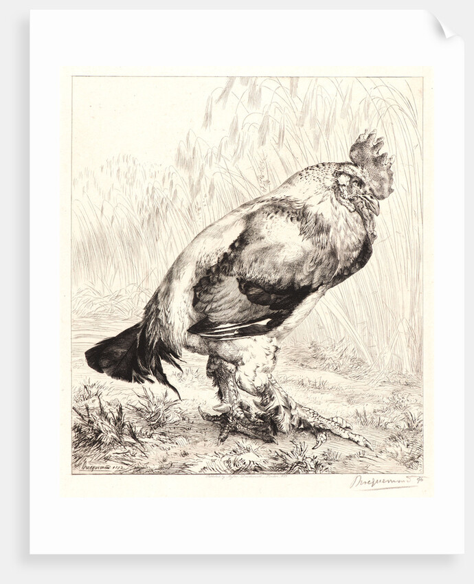 The Old Rooster (Le Vieux Coq) by Félix Bracquemond