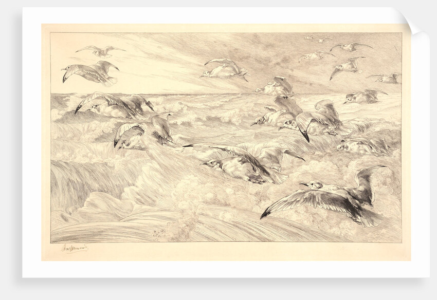 Sea Gulls (Les Mouettes) by Félix Bracquemond