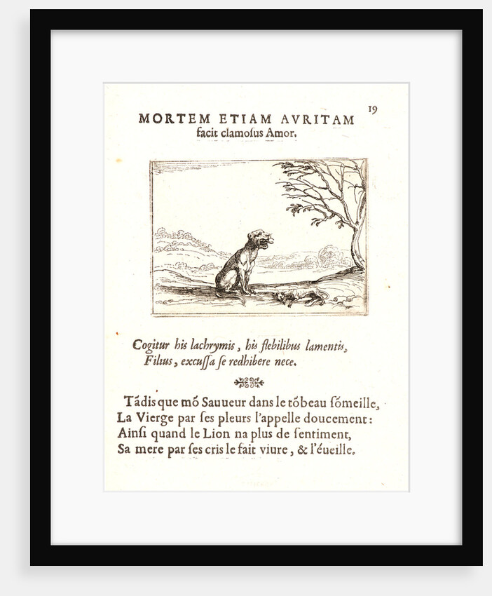 La Lionne Appelant son Lionceau, 17th century by Jacques Callot
