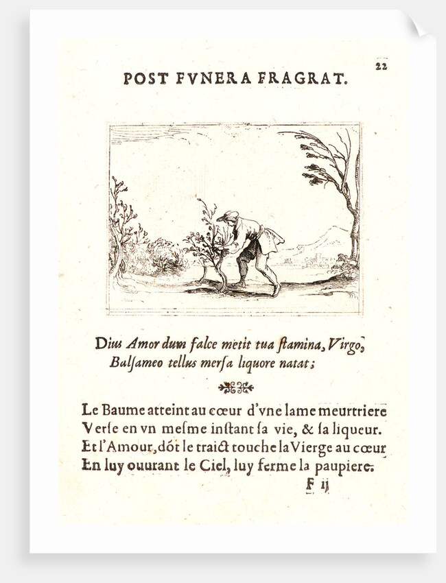 Homme Coupant Baumier, 17th century by Jacques Callot
