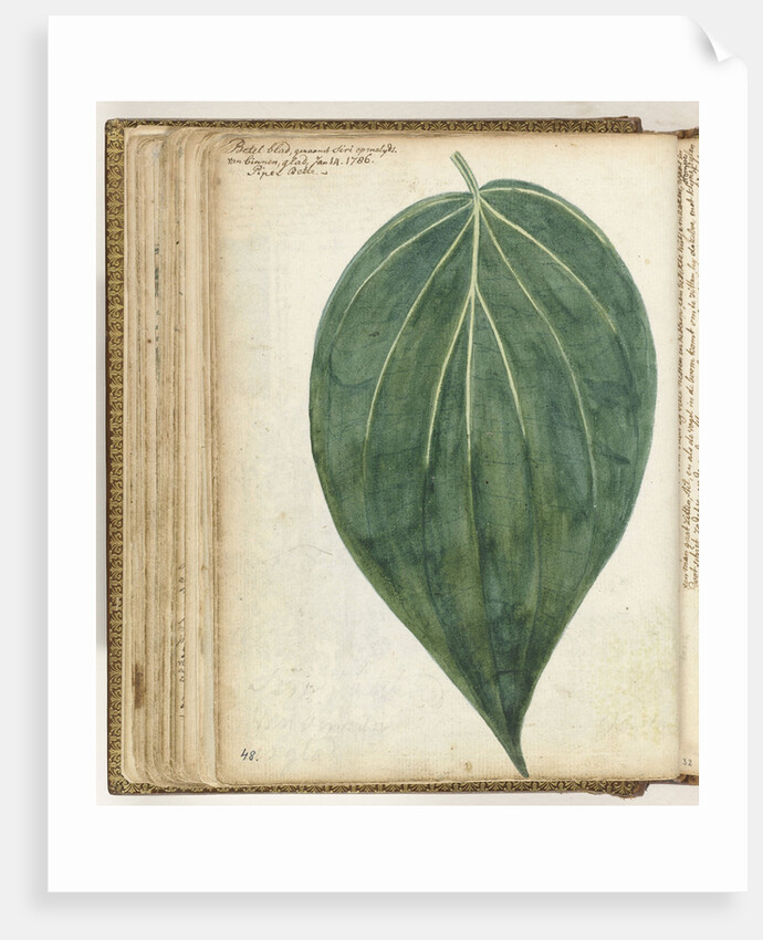 betel leaf of sirih by Jan Brandes