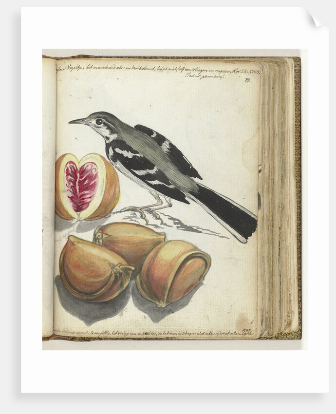 Ceylon bird at Adam's apple by Jan Brandes