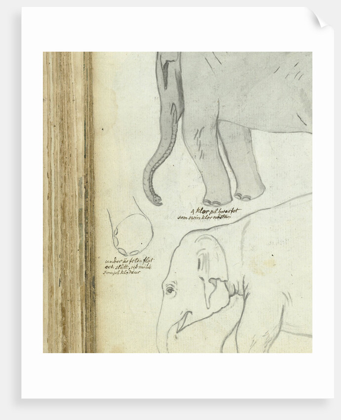 Young elephant by Jan Brandes