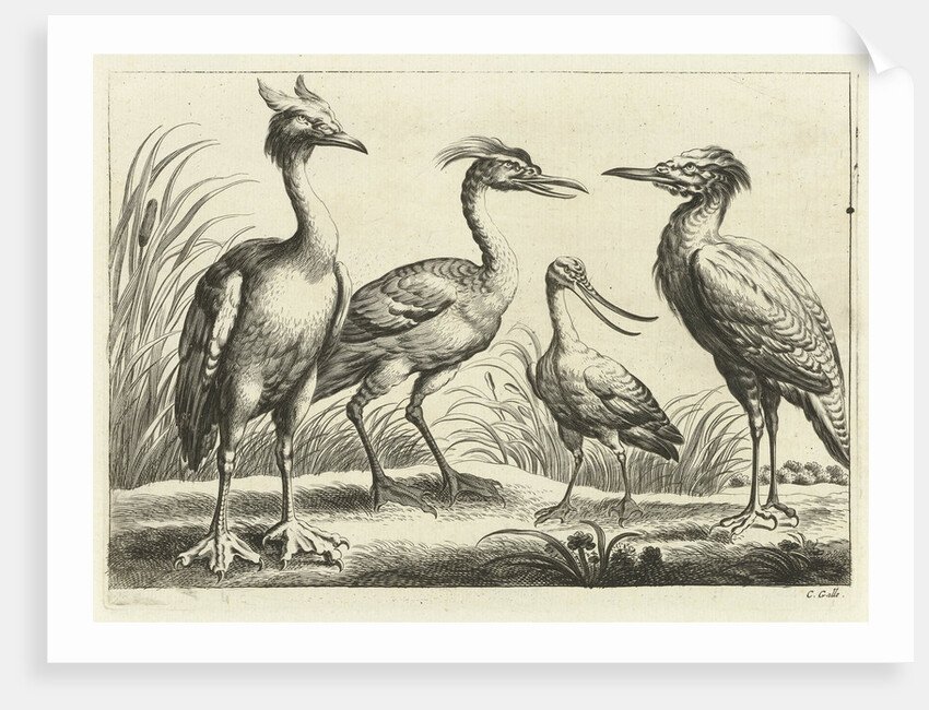 Four waders by Francis Barlow