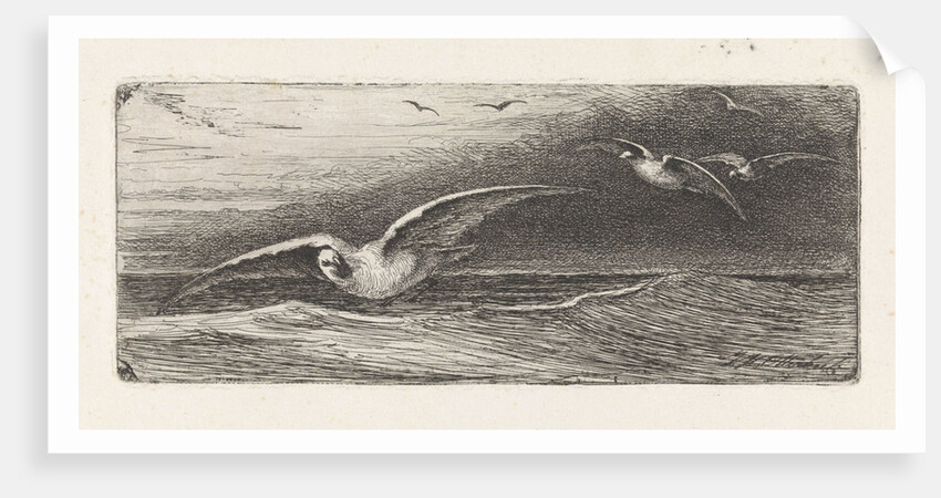 Seagulls by Jacobus Hermanus Otterbeek