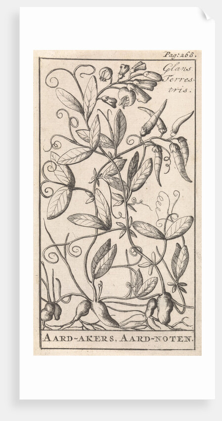 Tuberous Pea, Caspar Luyken by Jan Claesz ten Hoorn