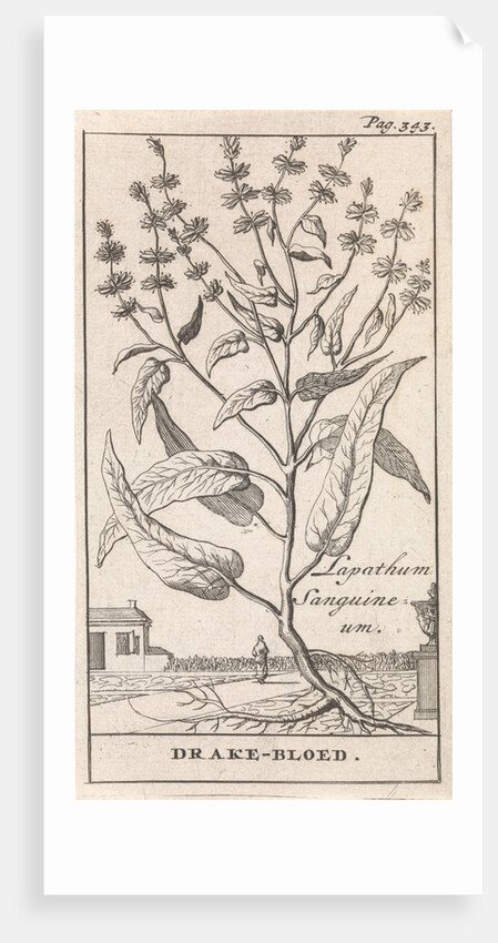 Dragon's blood, Caspar Luyken by Jan Claesz ten Hoorn