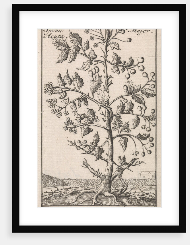 Hawthorn, Caspar Luyken by Jan Claesz ten Hoorn