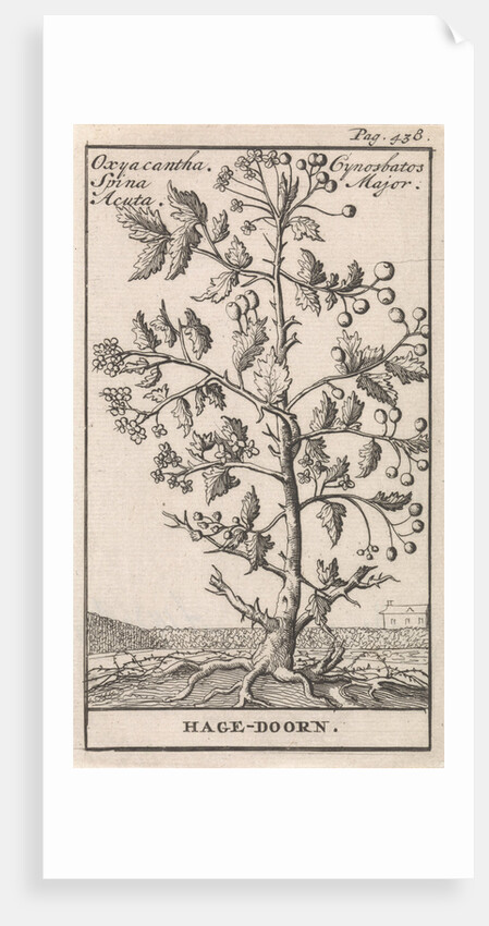 Hawthorn, Caspar Luyken by Jan Claesz ten Hoorn