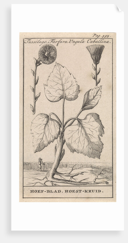Coltsfoot with cough herb, Caspar Luyken by Jan Claesz ten Hoorn