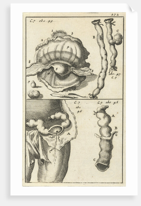 anatomic image XIX by Jan Claesz ten Hoorn