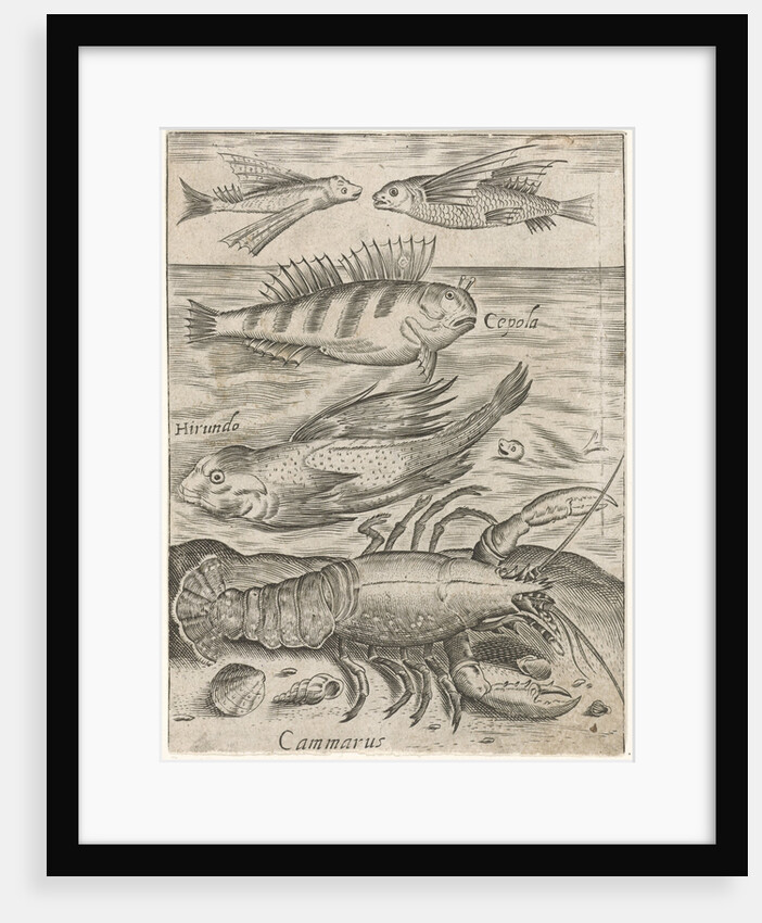 Study Sheet with four fish and a lobster by Monogrammist