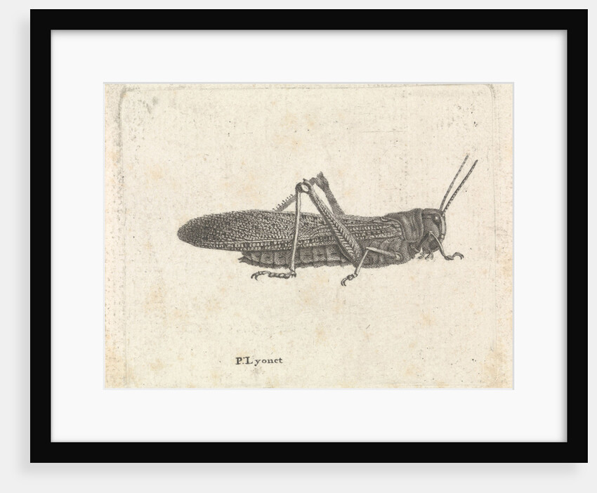Grasshopper by Pieter Lyonet