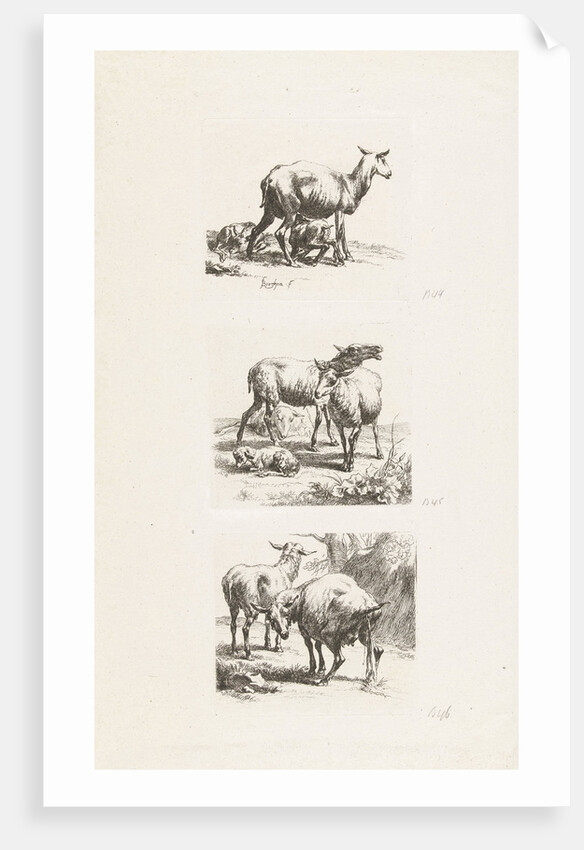 Standing sheep and pissing ewe by Anonymous