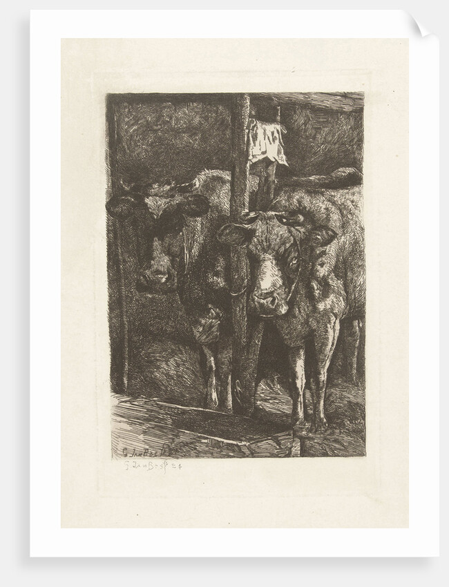 Two cows in the barn by Gerard Jan Bos