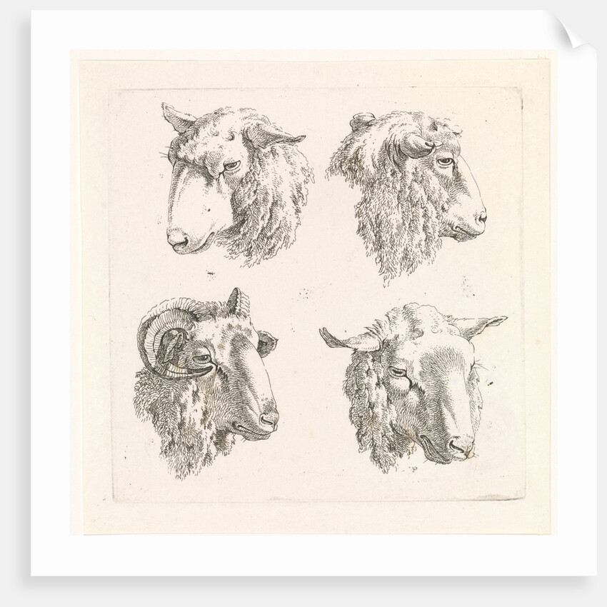 Four sheep heads by Barend Hendrik Thier