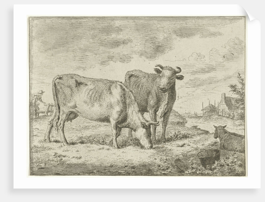 Two cows by Cornelis van Noorde