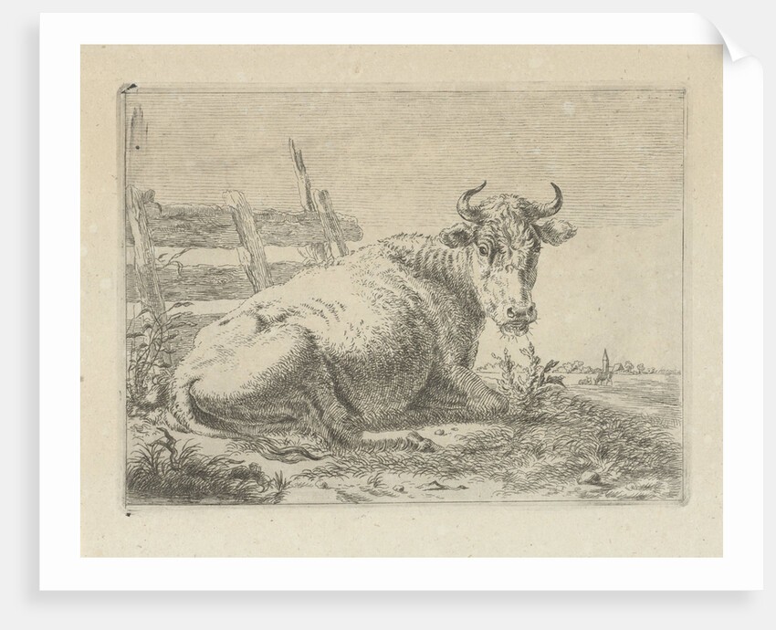 Lying cow at a fence by Anonymous