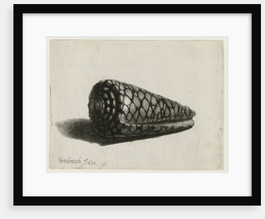 The Shell (Conus marmoreus) by Rembrandt Harmensz. van Rijn