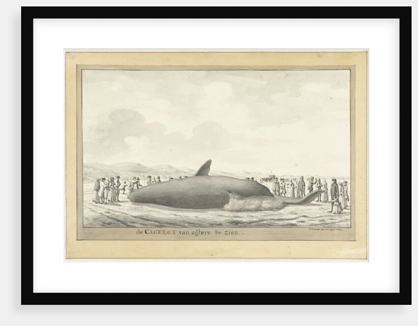 Whale washed ashore at Egmond aan Zee by Vincent Jansz. van der Vinne