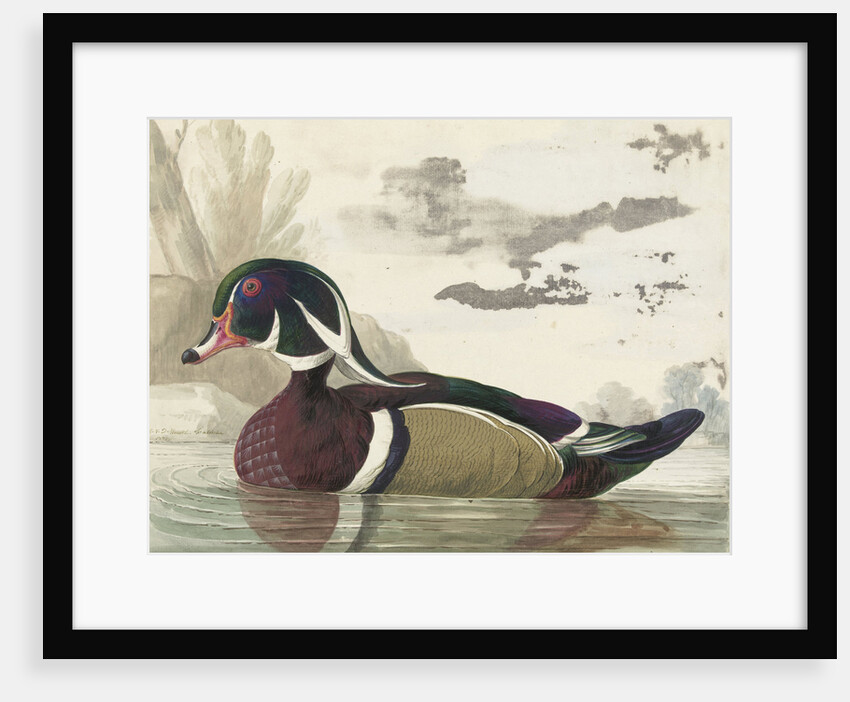 Carolina duck by Gerrit van den Heuvel