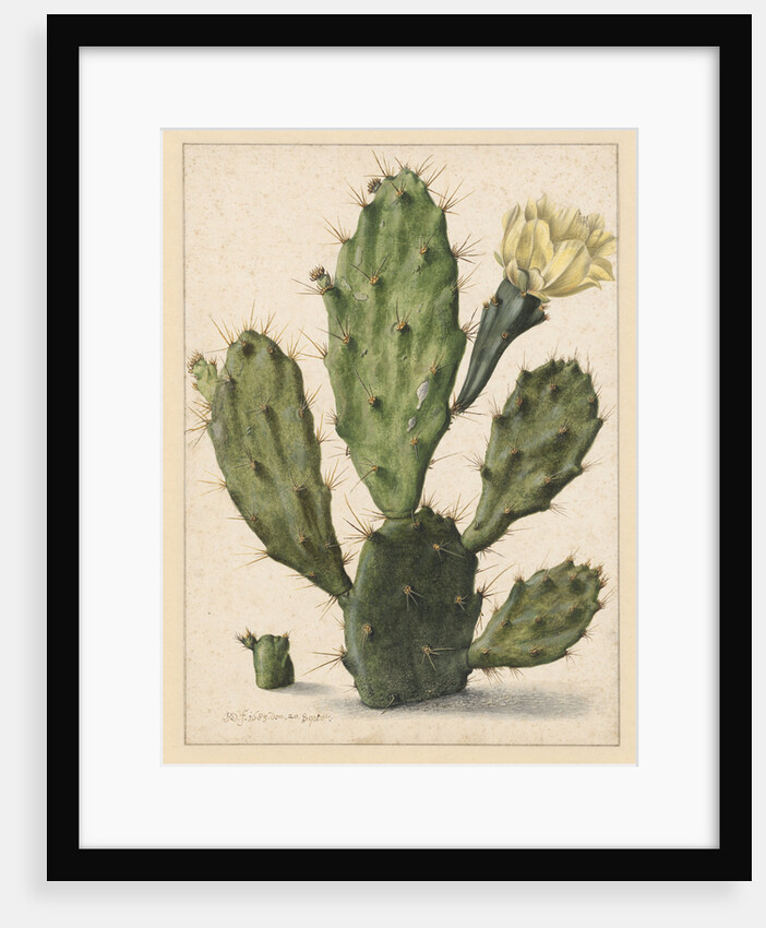 Pear Cactus in Bloom by Herman Saftleven