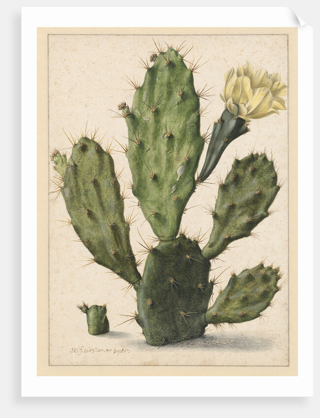 Pear Cactus in Bloom by Herman Saftleven