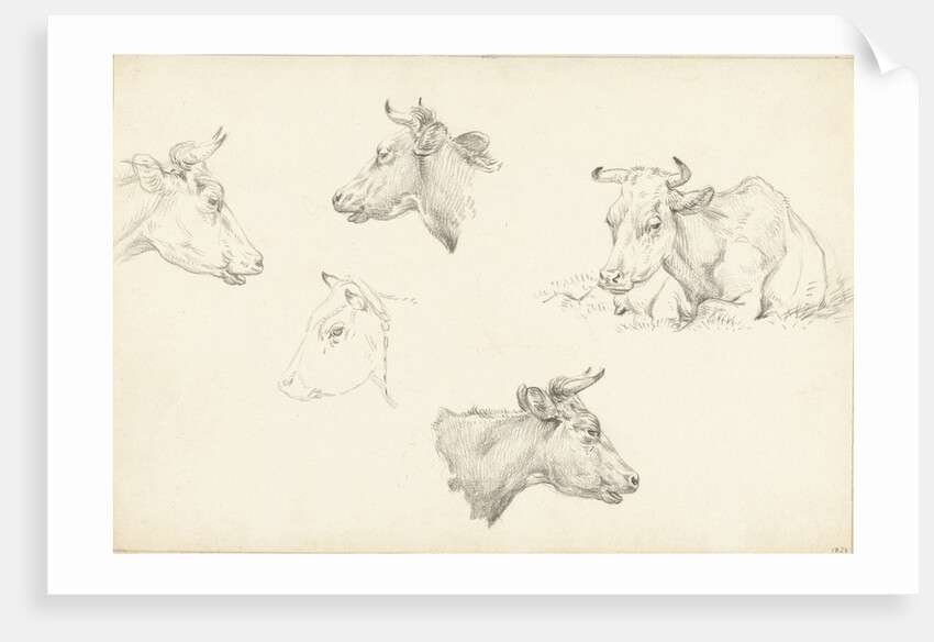 Four studies of the head of a cow by Jean Bernard