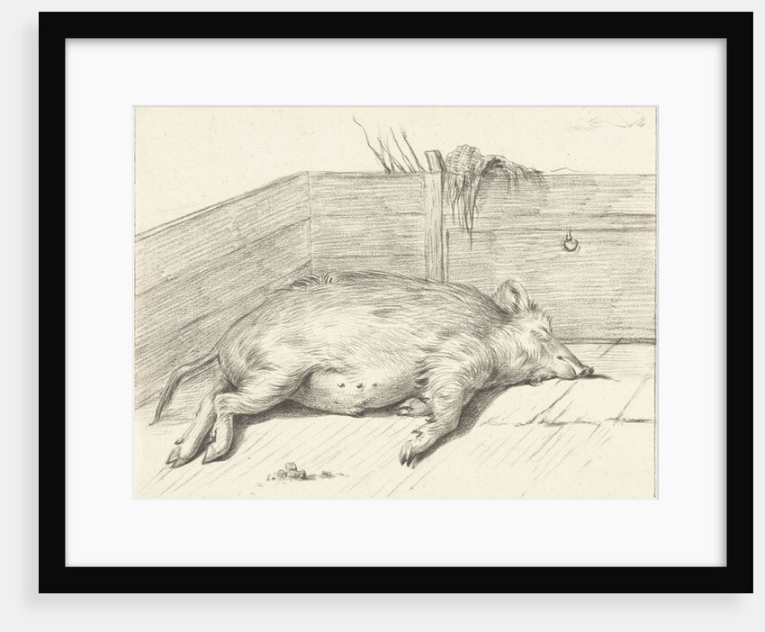 Pig lying by Jean Bernard
