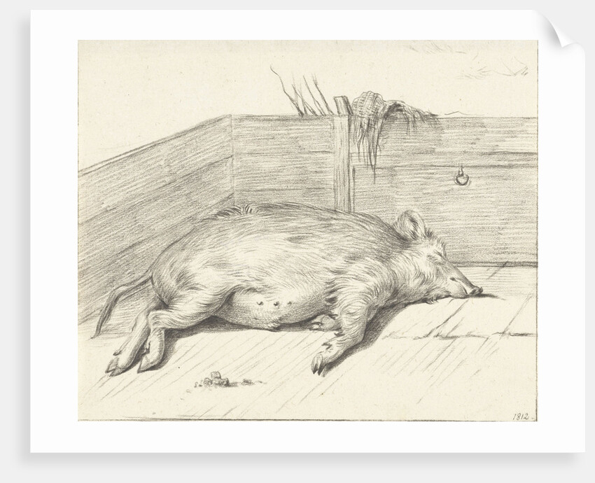 Pig lying by Jean Bernard