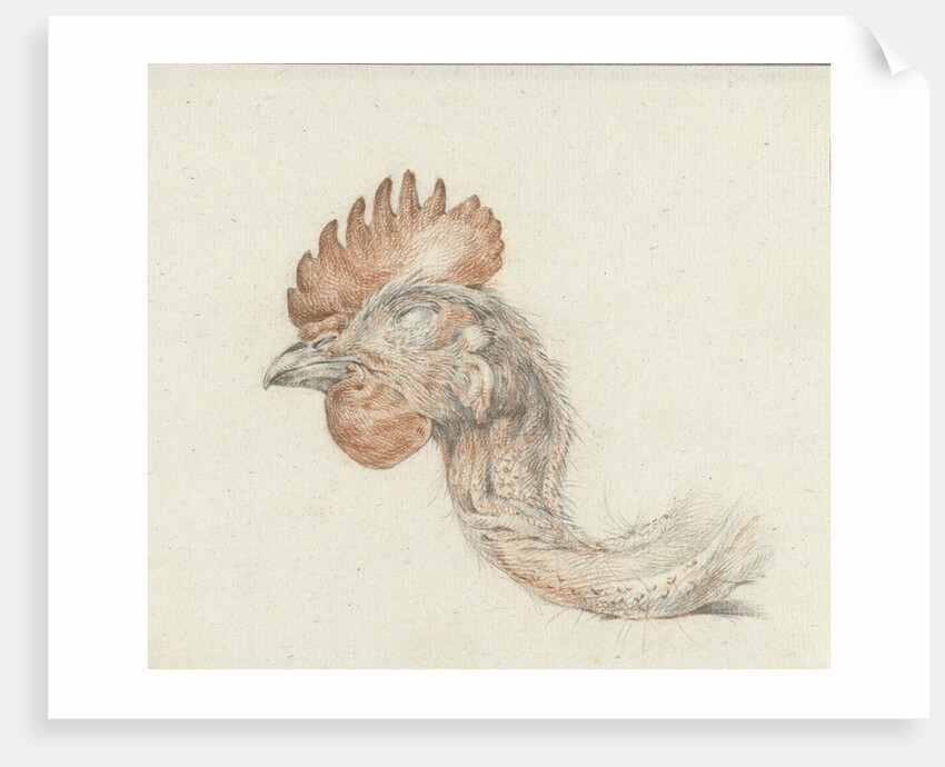 Head of a dead chicken by Jean Bernard