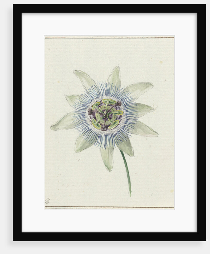 Passion Flower by Jean Bernard