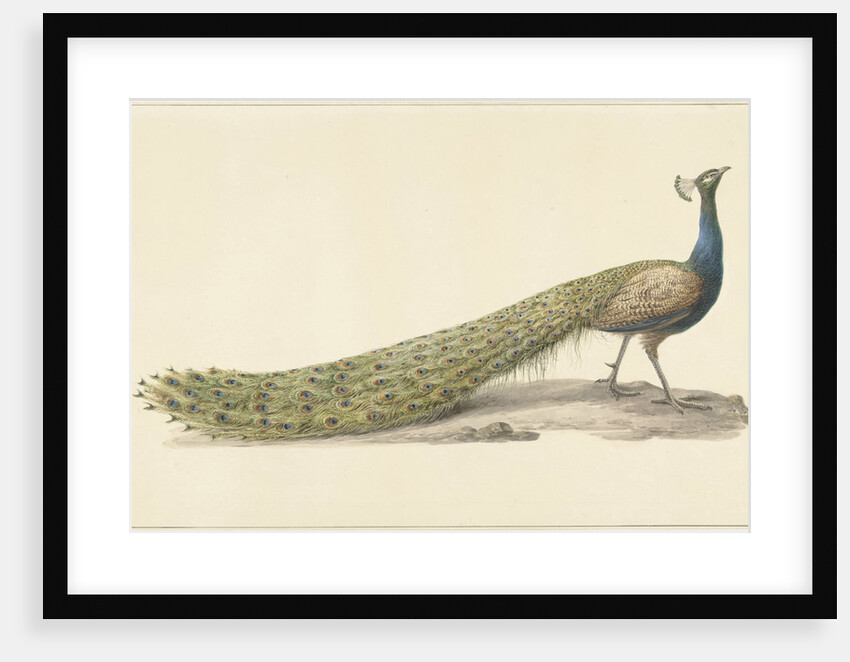 Blue peacock by Pieter Pietersz. Barbiers