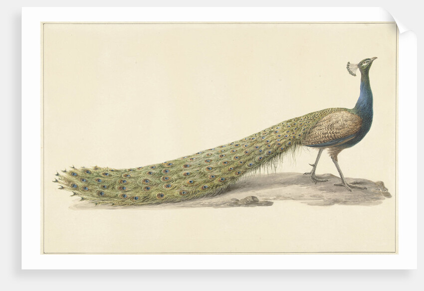 Blue peacock by Pieter Pietersz. Barbiers