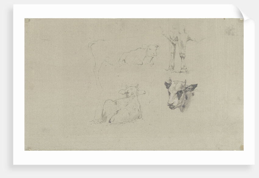 Studies of cows by Gerard Bilders
