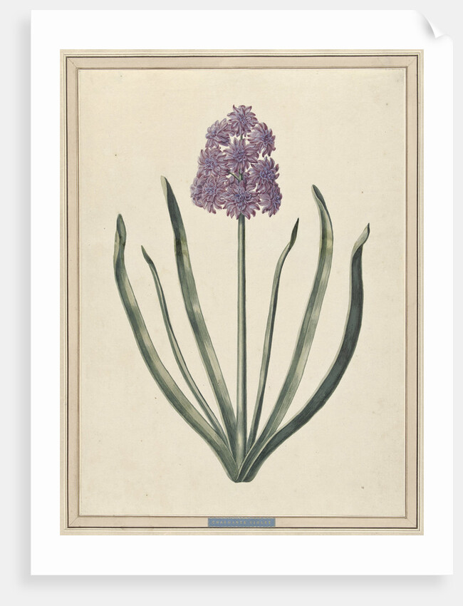 Hyacinth (Charming Violet) by F. Wijandt
