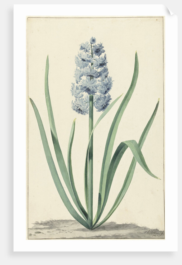 The blue hyacinth Franciscus Primus by Jan Augustini