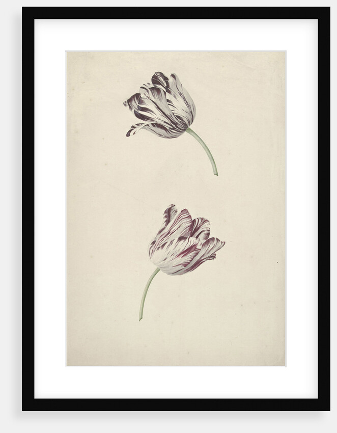 Two Red-and-white Tulips by Jan Jansz. van der Vinne