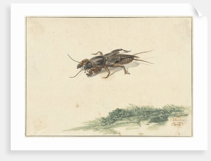 Insect by Gerard Sanders