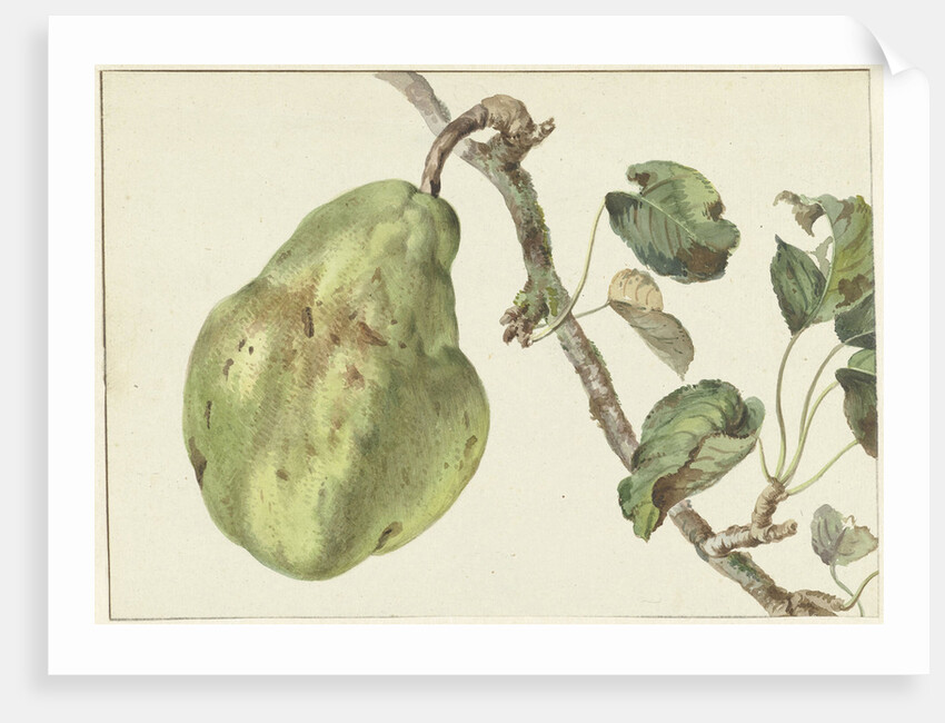 Pear on a branch by Pieter Gevers