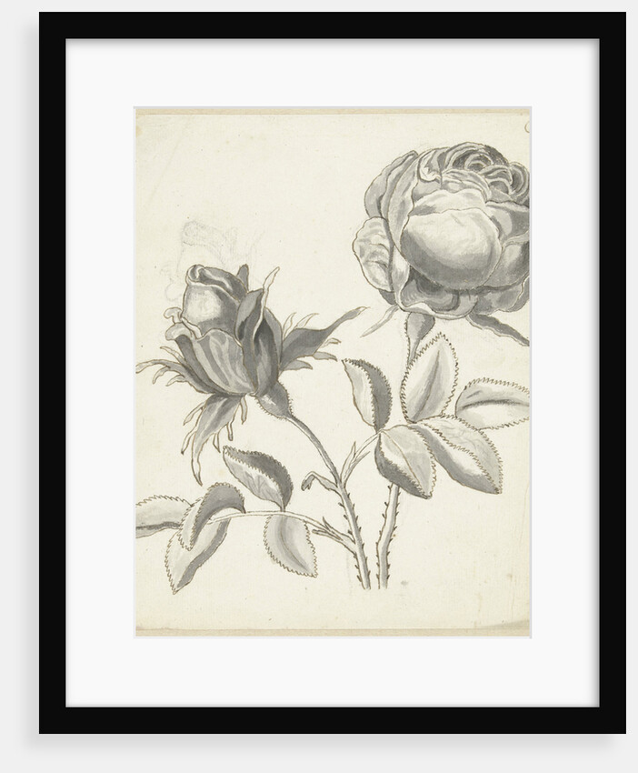 Two roses by Bernard Picart