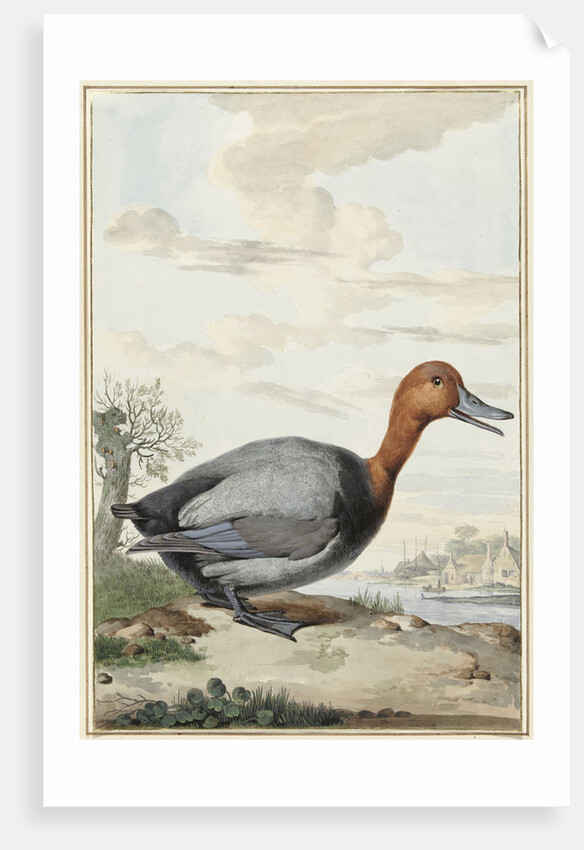 Pochard duck by Jabes Heenck