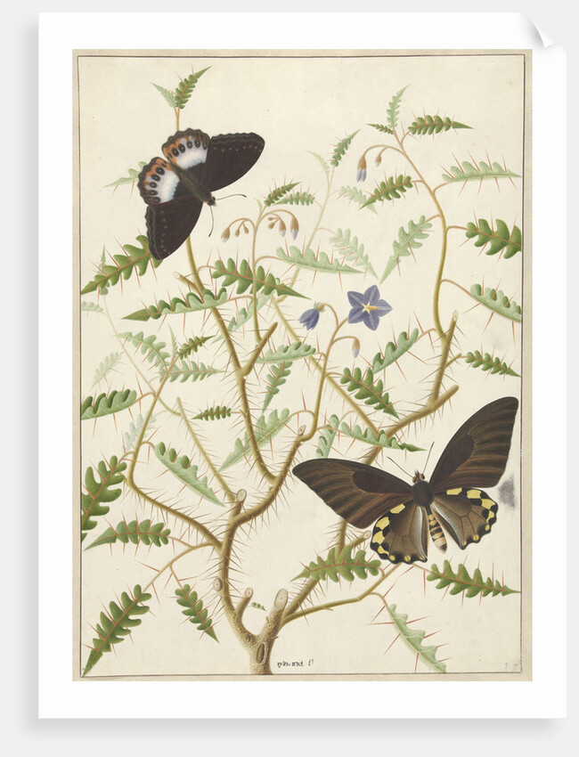 Two Exotic Butterflies on a Blooming Bush by Hermanus de Wit